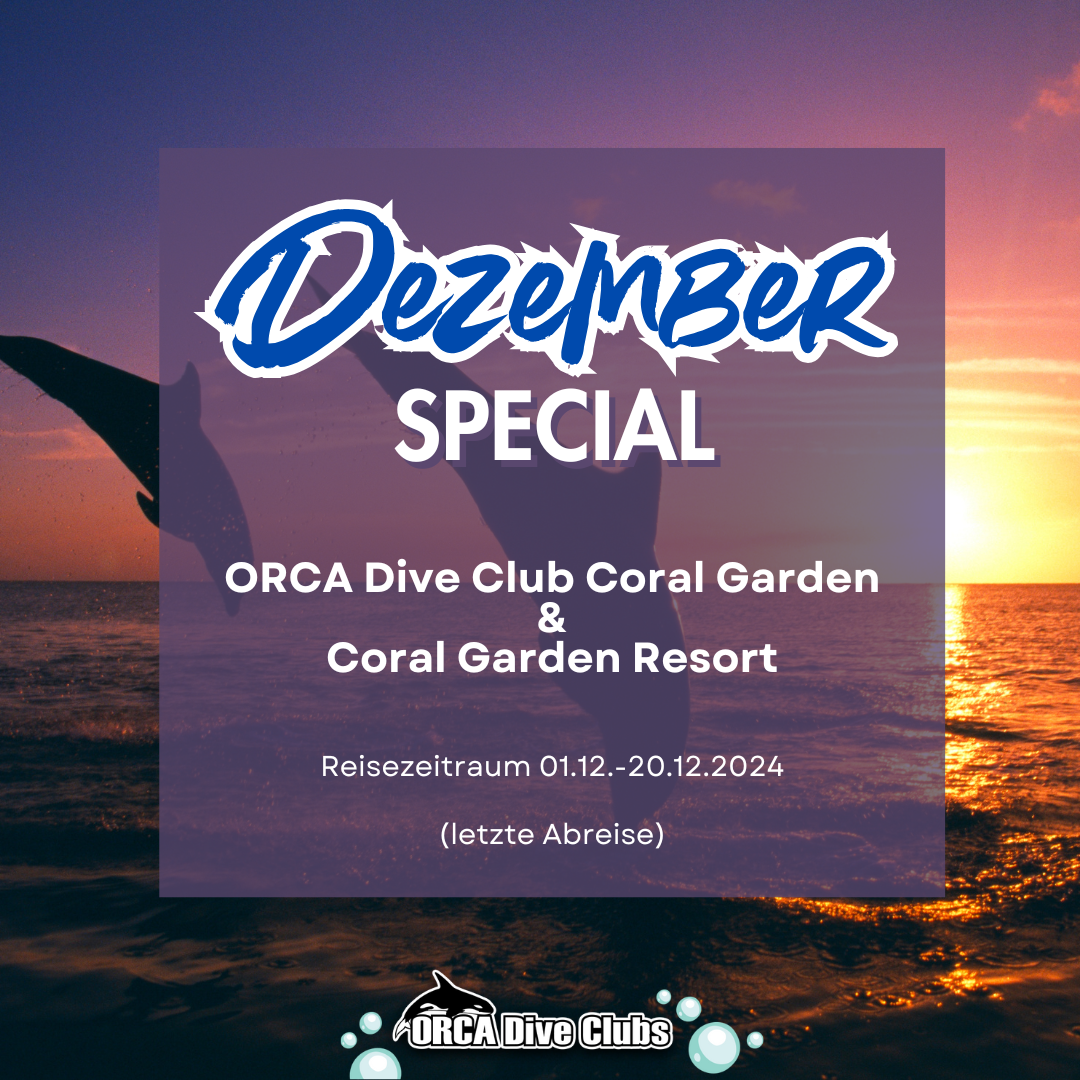 Special ORCA Dive Club Coral Garden Resort und ORCA Dive Club Coral Garden