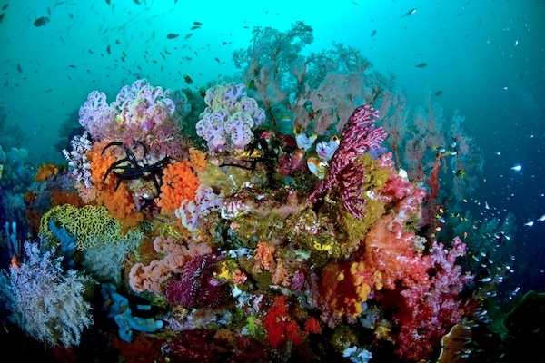 Barca a vela Raja Ampat & Halmahera